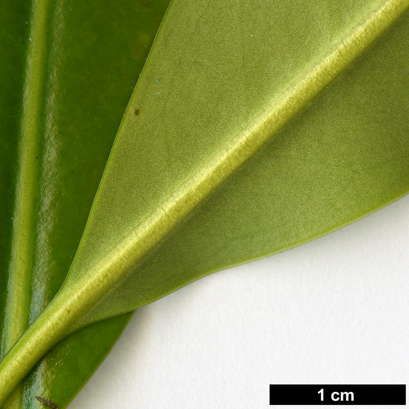 High resolution image: Family: Magnoliaceae - Genus: Magnolia - Taxon: yunnanensis